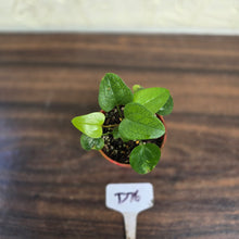 Load image into Gallery viewer, #D76 Two x Anthurium Sp. From Chapada Diamantina Brazil