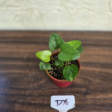 Load image into Gallery viewer, #D76 Two x Anthurium Sp. From Chapada Diamantina Brazil