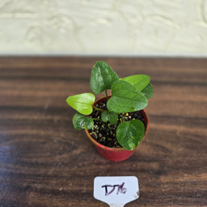 #D76 Two x Anthurium Sp. From Chapada Diamantina Brazil
