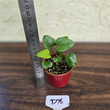 Load image into Gallery viewer, #D76 Two x Anthurium Sp. From Chapada Diamantina Brazil