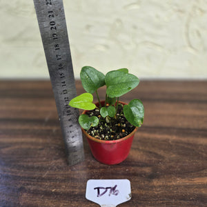 #D76 Two x Anthurium Sp. From Chapada Diamantina Brazil