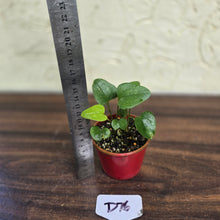 Load image into Gallery viewer, #D76 Two x Anthurium Sp. From Chapada Diamantina Brazil