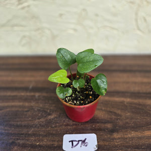 #D76 Two x Anthurium Sp. From Chapada Diamantina Brazil