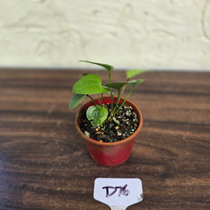 #D76 Two x Anthurium Sp. From Chapada Diamantina Brazil