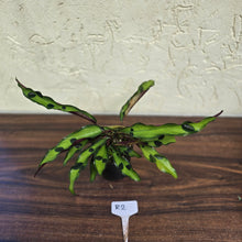 Load image into Gallery viewer, #R2 Calathea Lancifolia &#39;Insignis&#39;