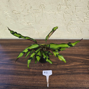 #R2 Calathea Lancifolia 'Insignis'