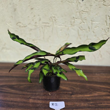 Load image into Gallery viewer, #R2 Calathea Lancifolia &#39;Insignis&#39;