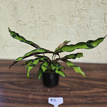 Load image into Gallery viewer, #R2 Calathea Lancifolia &#39;Insignis&#39;