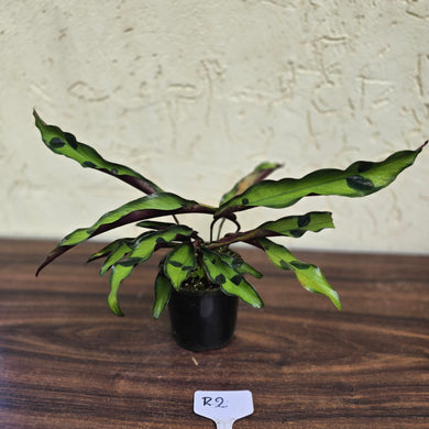 #R2 Calathea Lancifolia 'Insignis'
