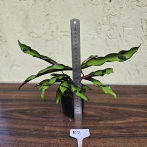 #R2 Calathea Lancifolia 'Insignis'