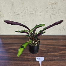 Load image into Gallery viewer, #R2 Calathea Lancifolia &#39;Insignis&#39;