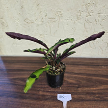 Load image into Gallery viewer, #R2 Calathea Lancifolia &#39;Insignis&#39;