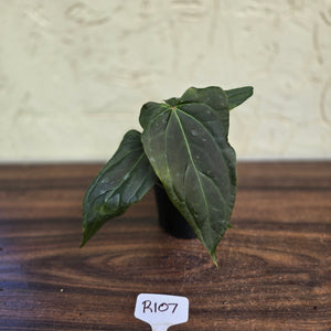#R107 Dark Anthurium NOID