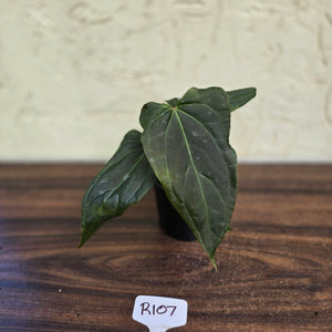 #R107 Dark Anthurium NOID