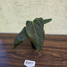 Load image into Gallery viewer, #R107 Dark Anthurium NOID