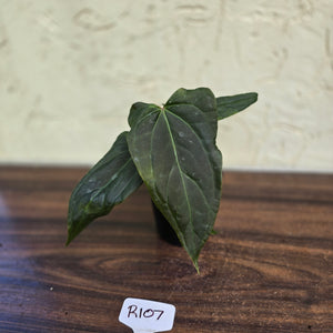 #R107 Dark Anthurium NOID
