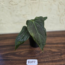 Load image into Gallery viewer, #R107 Dark Anthurium NOID
