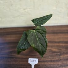 Load image into Gallery viewer, #R107 Dark Anthurium NOID
