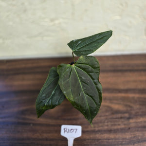 #R107 Dark Anthurium NOID