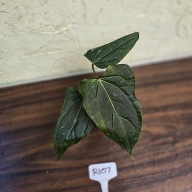 #R107 Dark Anthurium NOID