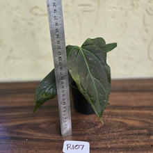 Load image into Gallery viewer, #R107 Dark Anthurium NOID