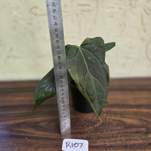 #R107 Dark Anthurium NOID