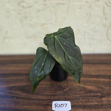Load image into Gallery viewer, #R107 Dark Anthurium NOID