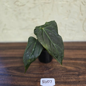 #R107 Dark Anthurium NOID