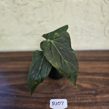 Load image into Gallery viewer, #R107 Dark Anthurium NOID