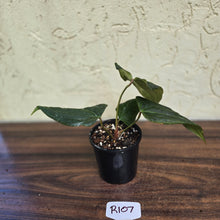 Load image into Gallery viewer, #R107 Dark Anthurium NOID