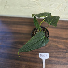 Load image into Gallery viewer, #R107 Dark Anthurium NOID