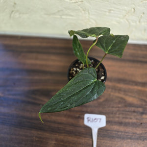 #R107 Dark Anthurium NOID