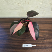 Load image into Gallery viewer, #D999 Philodendron Pink Princess