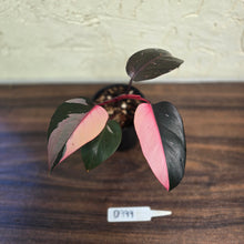 Load image into Gallery viewer, #D999 Philodendron Pink Princess