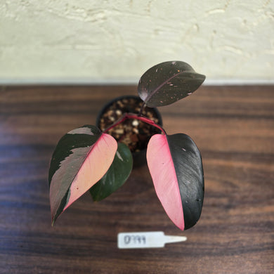 #D999 Philodendron Pink Princess