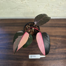 Load image into Gallery viewer, #D999 Philodendron Pink Princess