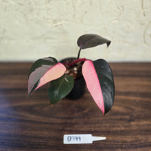 Load image into Gallery viewer, #D999 Philodendron Pink Princess