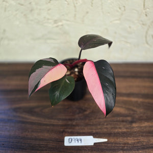 #D999 Philodendron Pink Princess