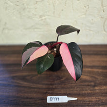 Load image into Gallery viewer, #D999 Philodendron Pink Princess