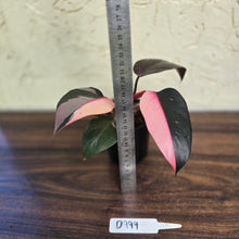 Load image into Gallery viewer, #D999 Philodendron Pink Princess