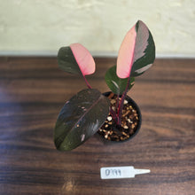 Load image into Gallery viewer, #D999 Philodendron Pink Princess