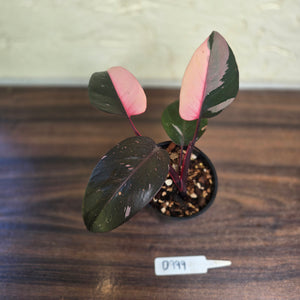 #D999 Philodendron Pink Princess