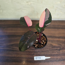 Load image into Gallery viewer, #D999 Philodendron Pink Princess