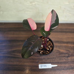 #D999 Philodendron Pink Princess