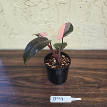 Load image into Gallery viewer, #D999 Philodendron Pink Princess