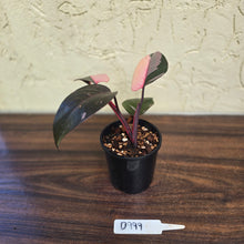 Load image into Gallery viewer, #D999 Philodendron Pink Princess