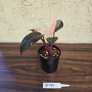 #D999 Philodendron Pink Princess