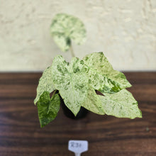 Load image into Gallery viewer, #R31 Alocasia Odora Batik - With Pup