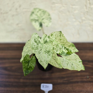 #R31 Alocasia Odora Batik - With Pup