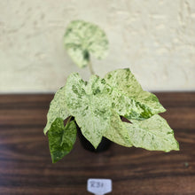 Load image into Gallery viewer, #R31 Alocasia Odora Batik - With Pup